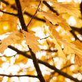 Optimale Nutzung des Sparerpauschbetrags durch Freistellungsauftrag: Tipps und Fallbeispiele